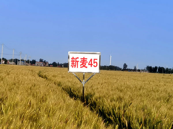 新麦45